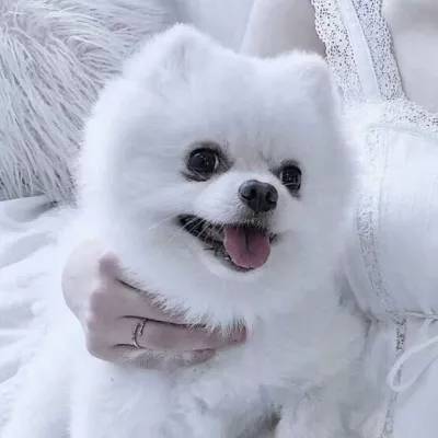 熊猫人游戏官方下载