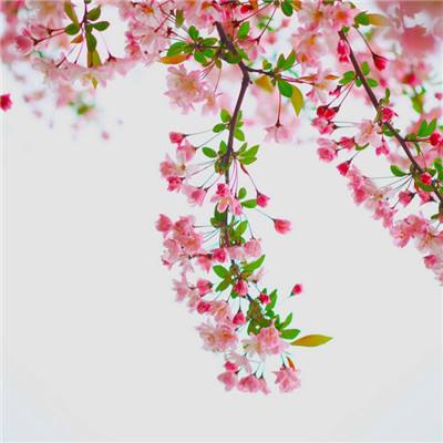 合并生物游戏下载